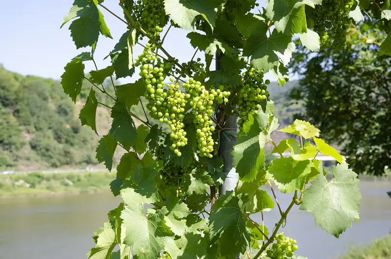 Modne druer på en vinstok over Mosel